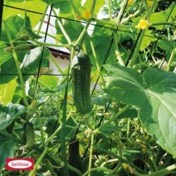 Bellissa Gemüse- Und Gurkengitter, 77x121cm -Heimtextilien 583109 4